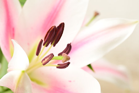 Close up of pink lily flower, shallow depth of field.の写真素材