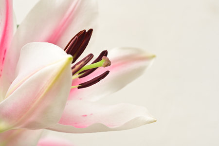 pink lily flower on white background with copy space for textの写真素材