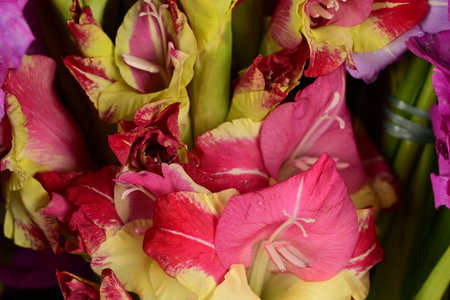 Bouquet of gladiolus flowers close-up, floral backgroundの写真素材