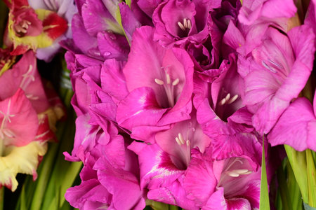 Bouquet of gladiolus flowers, close-up.の写真素材
