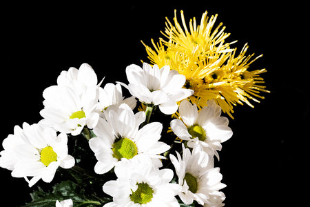 Bouquet of white chrysanthemums on a black backgroundの写真素材
