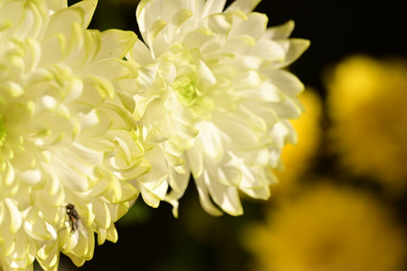White chrysanthemum in the garden, close-upの写真素材