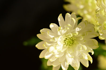 White chrysanthemum flower on black background, close upの写真素材
