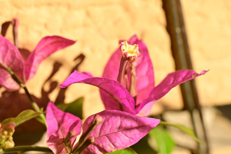 Pink bougainvillea flower in the garden, Thailand.