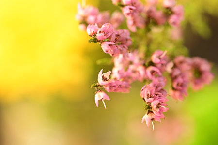 Beautiful pink flowers on blurred background, close-up. Natureの写真素材