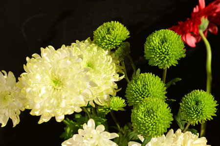 Chrysanthemum flowers in a vase on a black backgroundの写真素材