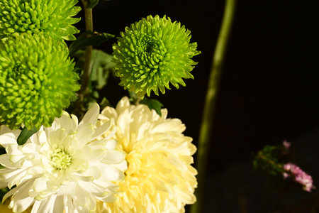 Green and white chrysanthemum flowers on black background.の写真素材