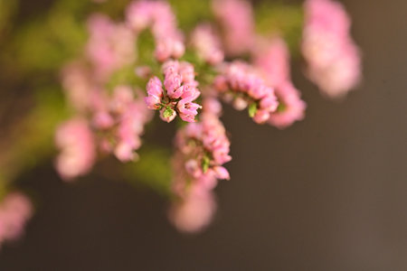Pink flowers of heather, Calluna vulgaris, on a dark backgroundの写真素材