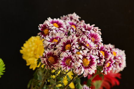 Bouquet of chrysanthemums on a black backgroundの写真素材