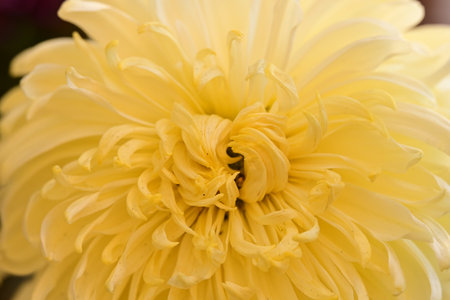 Yellow chrysanthemum close-up, shallow depth of fieldの写真素材