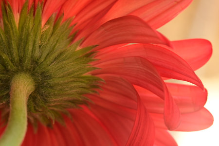red gerbera flower macro close up background high quality big size printの写真素材
