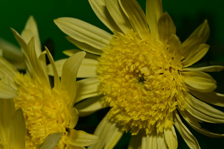 Close up of yellow chrysanthemum flower on green backgroundの写真素材