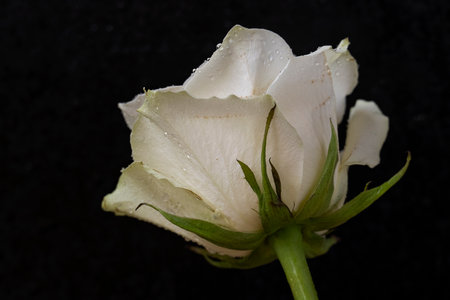White rose on black background. Studio shot. Close-up.の写真素材