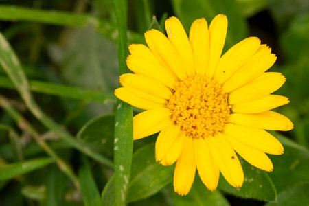 Calendula officinalis. Calendula officinalisの写真素材