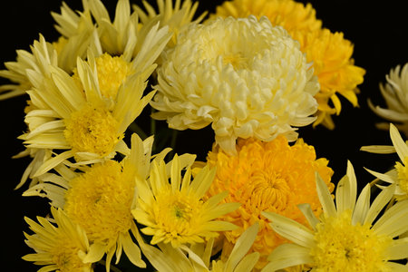 yellow chrysanthemums on a black background close-upの写真素材