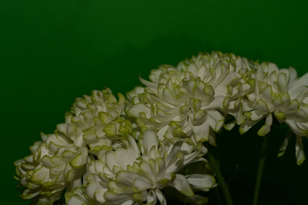 chrysanthemum very nice colorful spring garden flower close upの写真素材
