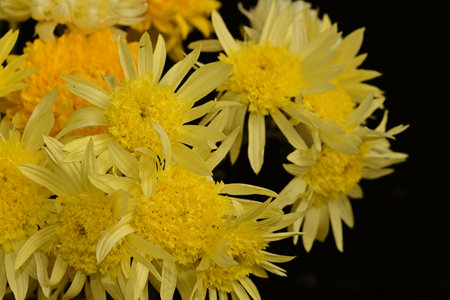Yellow chrysanthemums on a black background close-upの写真素材