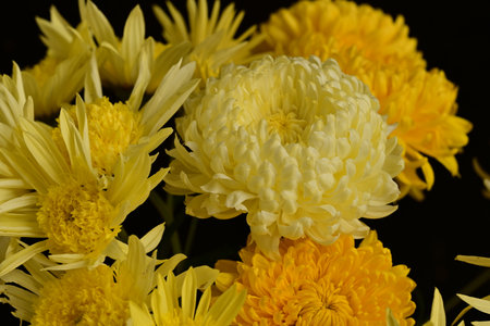 Yellow chrysanthemum flowers on a black background close upの写真素材