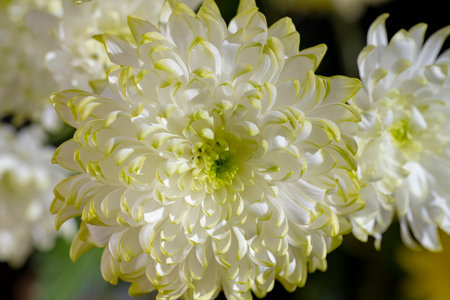 White chrysanthemum close-up on a dark backgroundの写真素材