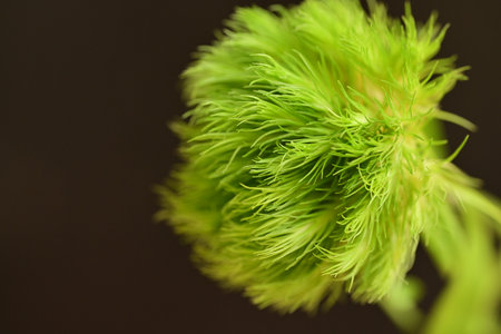 Close-up of a green spiky floret on a dark backgroundの写真素材