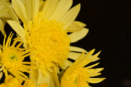 Yellow chrysanthemum flowers isolated on black background, close upの写真素材