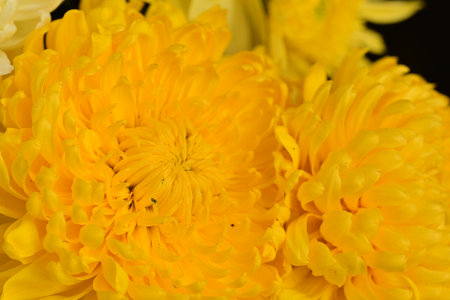 Yellow chrysanthemum close-up on a black backgroundの写真素材