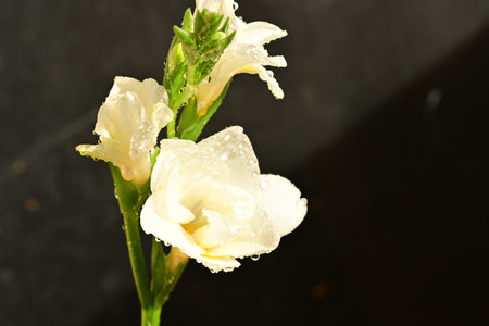 white freesia flower on black background, closeup of photoの写真素材