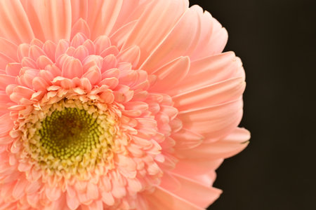 Beautiful pink gerbera flower on black background, closeupの写真素材