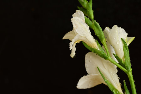white gladiolus with water drops on a black background close upの写真素材