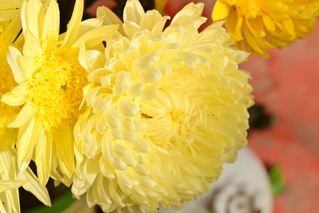 Yellow chrysanthemum flowers in a vase, closeupの写真素材