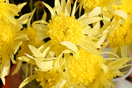 Yellow chrysanthemum flowers in a pot, closeupの写真素材