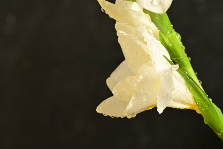 Beautiful white gladiolus flower with water drops on black background