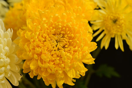 yellow chrysanthemum flower on black background, close upの写真素材