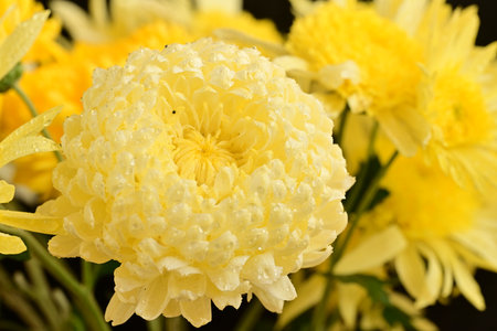 Yellow chrysanthemum flowers with water drops, closeupの写真素材