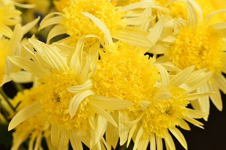 Yellow chrysanthemum flowers close-up, macro photographyの写真素材