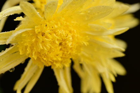 Yellow chrysanthemum on a black background close-upの写真素材
