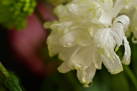 Beautiful white hyacinth with water drops, close-upの写真素材