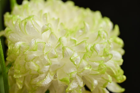 Close up of white chrysanthemum flower on black backgroundの写真素材