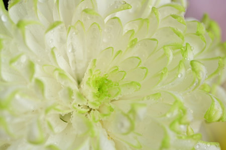 Close up of white chrysanthemum flower with water dropsの写真素材