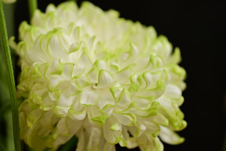 White chrysanthemum flowers on a black background close-upの写真素材