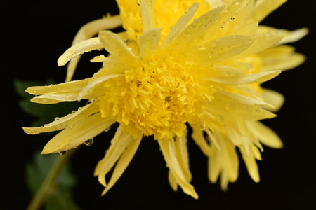 yellow chrysanthemum on a black background close-upの写真素材