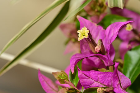 Pink bougainvillea flowers with green leaves, selective focusの写真素材