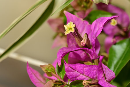 Purple bougainvillea flowers blooming in the gardenの写真素材