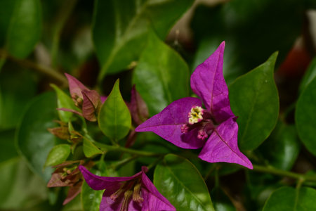 Purple bougainvillea flowers blooming in the gardenの写真素材
