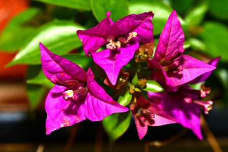 Purple bougainvillea flowers in the garden close upの写真素材
