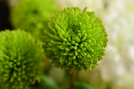 Green chrysanthemum flower close-up macro photography.の写真素材