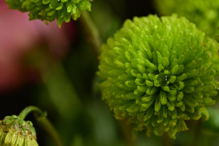 Green chrysanthemum flower close-up, shallow depth of fieldの写真素材