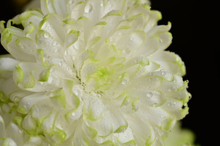 white chrysanthemum on a black background close-upの写真素材