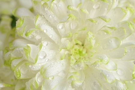 White chrysanthemum flower with water drops close up.の写真素材
