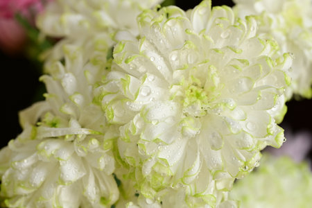 White chrysanthemum flowers with water droplets on petalsの写真素材